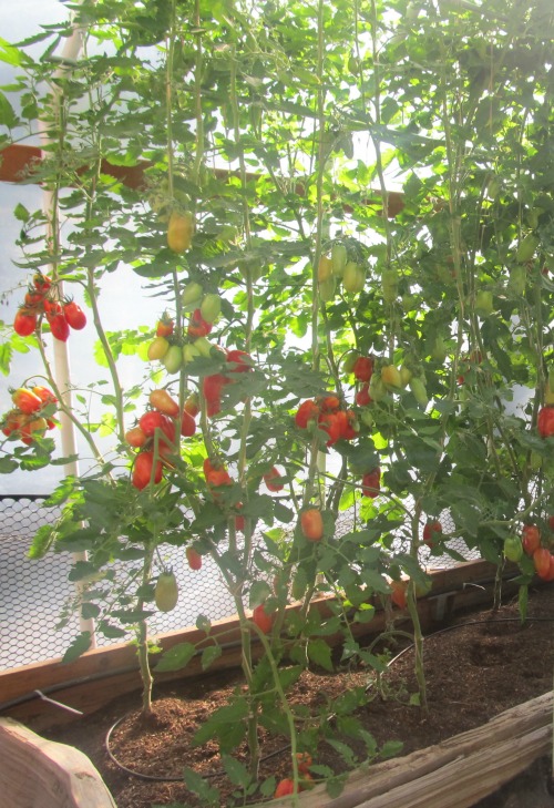 Creating a tomato garden